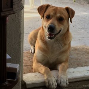 Meet your Posher, Josue